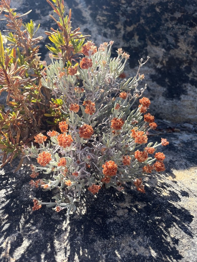 Butterworth's Buckwheat