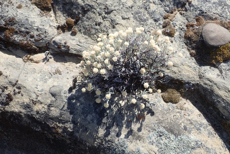 Butterworth's Buckwheat photo 3