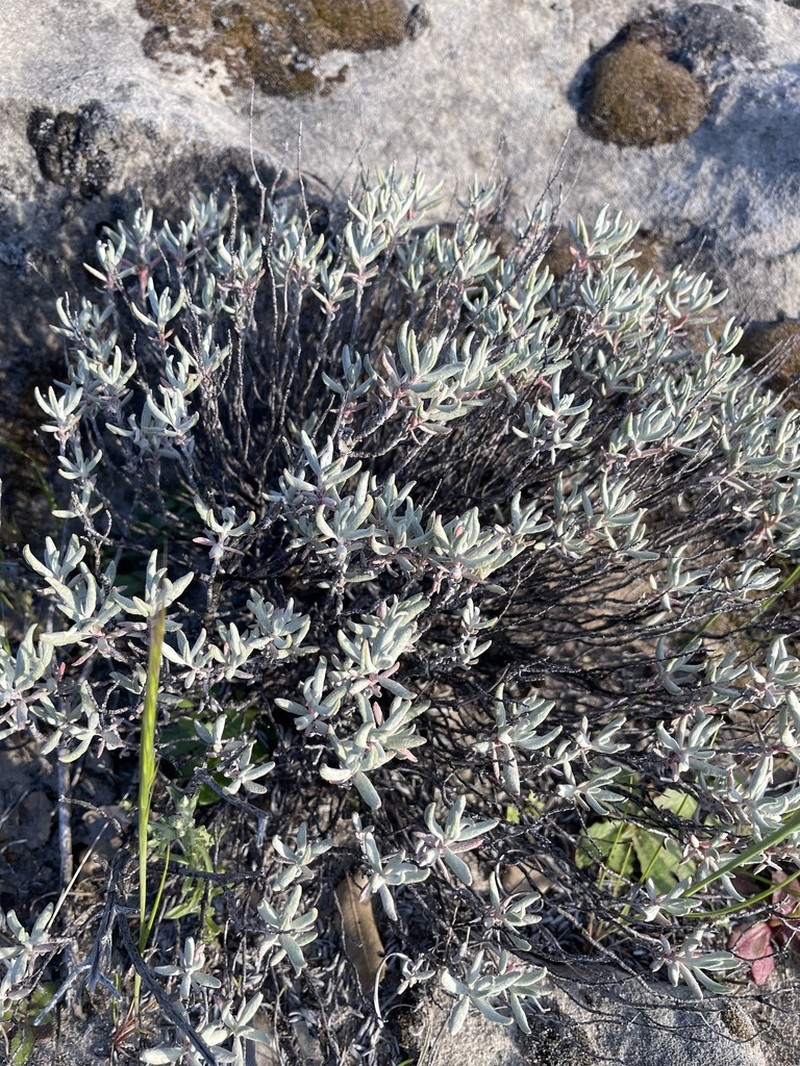 Butterworth's Buckwheat photo 5