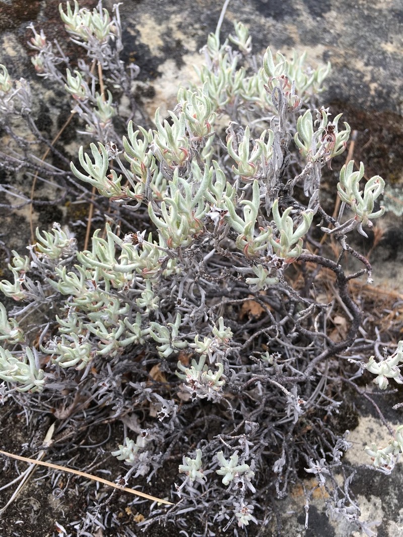 Butterworth's Buckwheat photo 6
