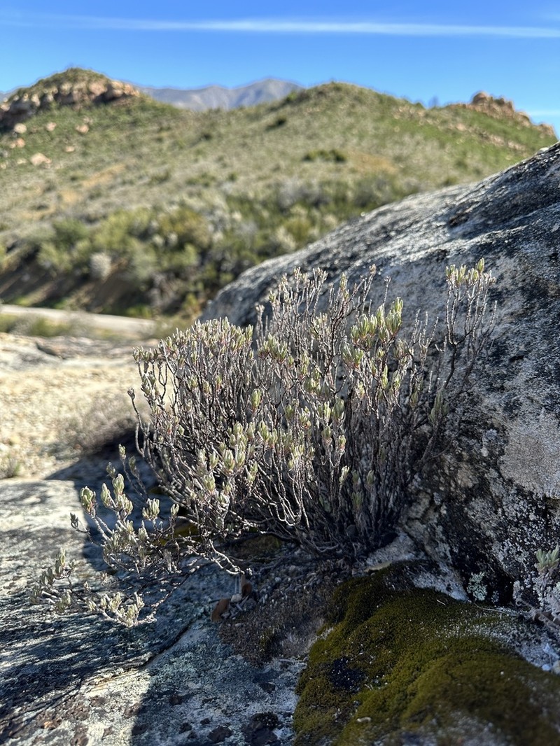 Butterworth's Buckwheat photo 7