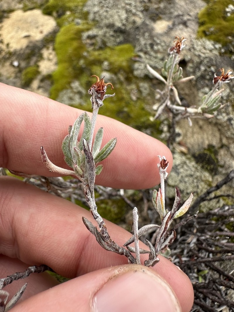 Butterworth's Buckwheat photo 8