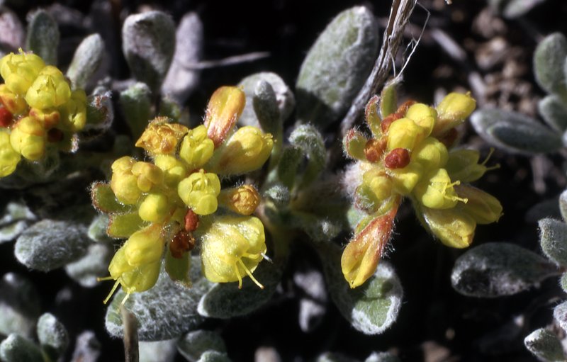 Matted Buckwheat