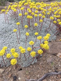 Matted Buckwheat