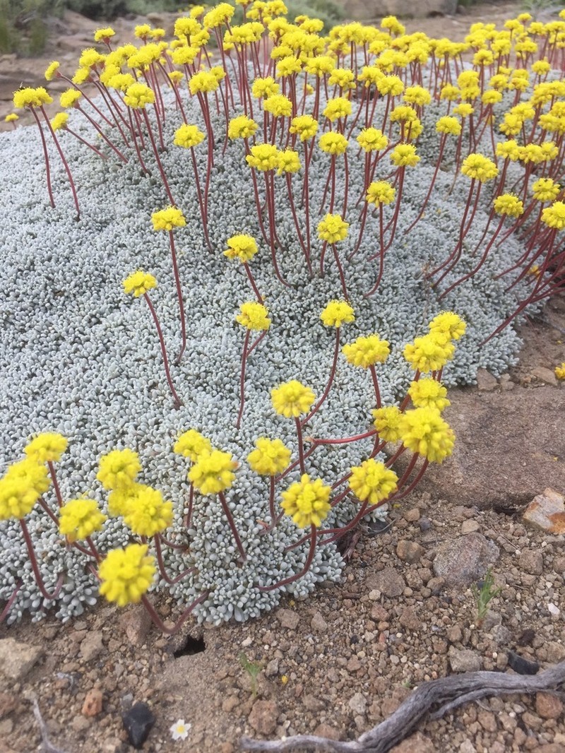 Matted Buckwheat