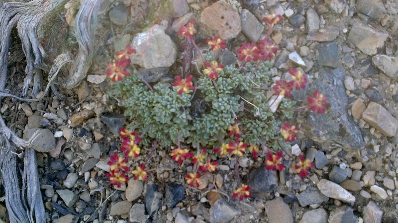 Matted Buckwheat photo 5