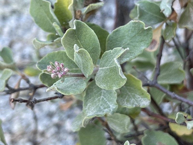 Eriogonum calaverense