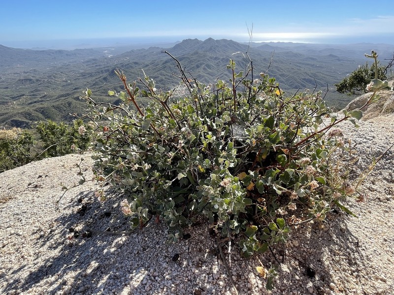 Eriogonum calaverense photo 2