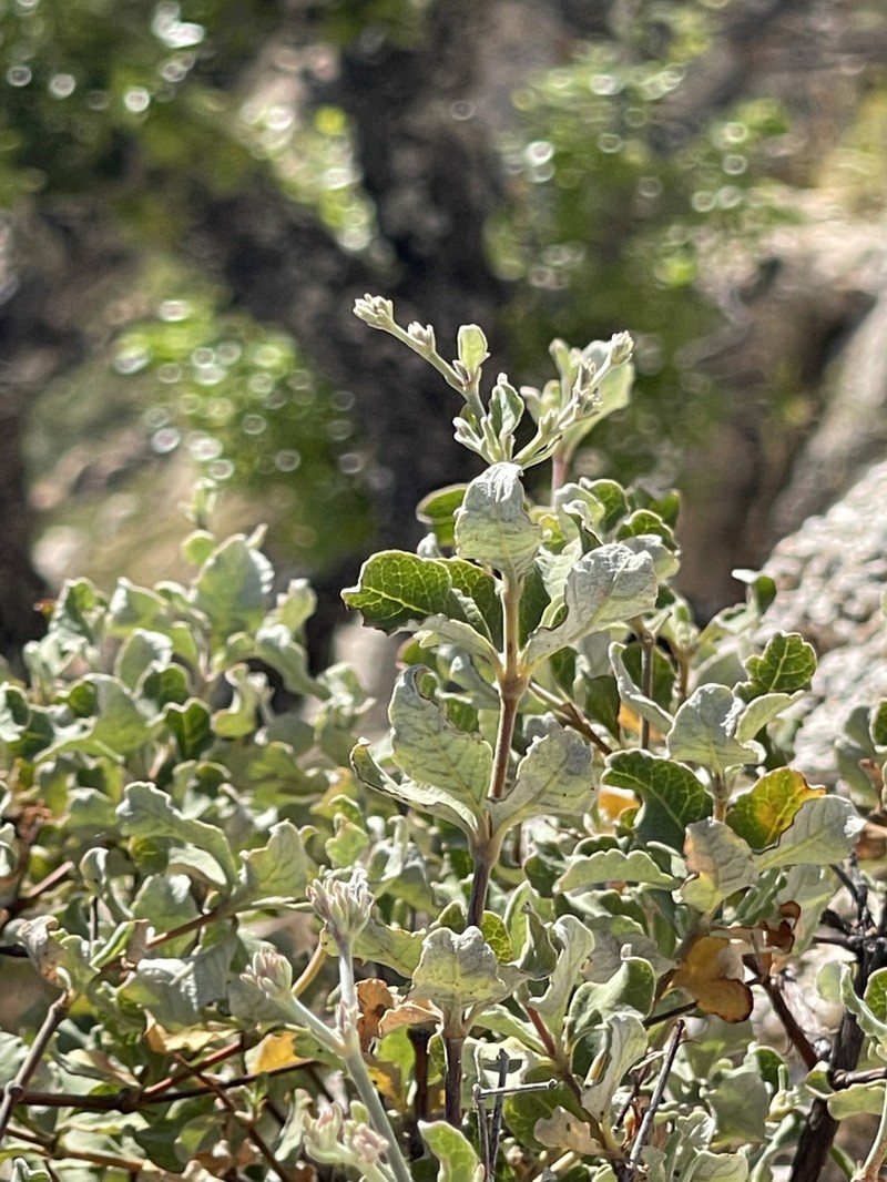Eriogonum calaverense photo 3