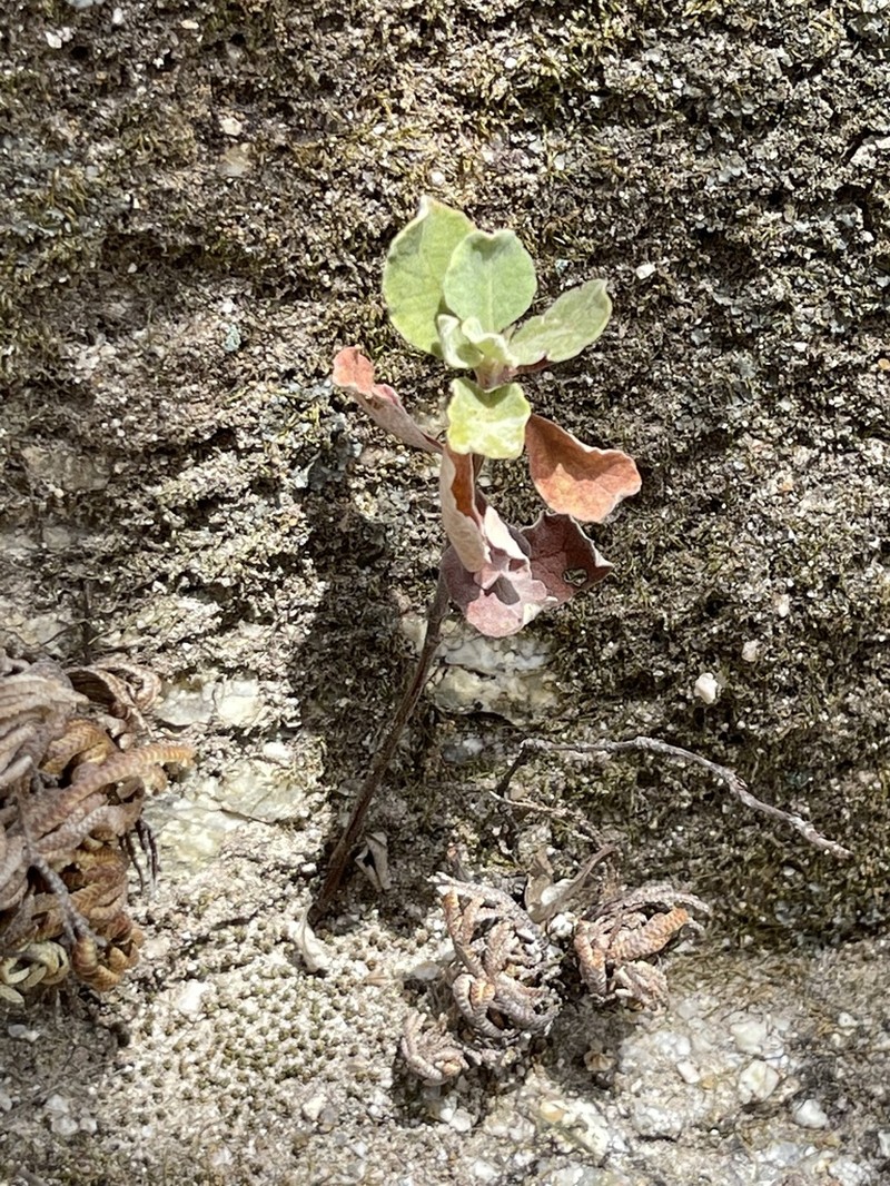 Eriogonum calaverense photo 5