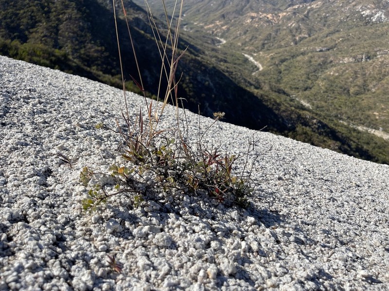 Eriogonum calaverense photo 6