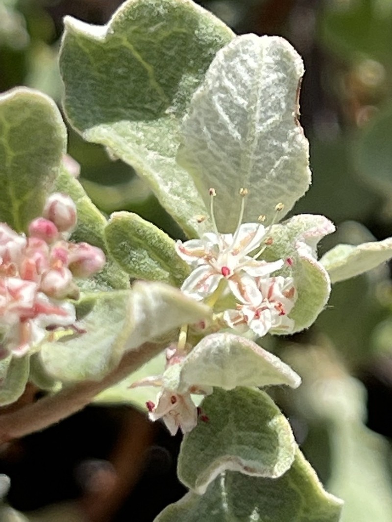 Eriogonum calaverense photo 7