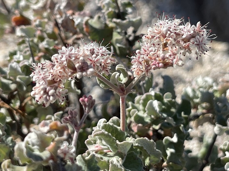 Eriogonum calaverense photo 8