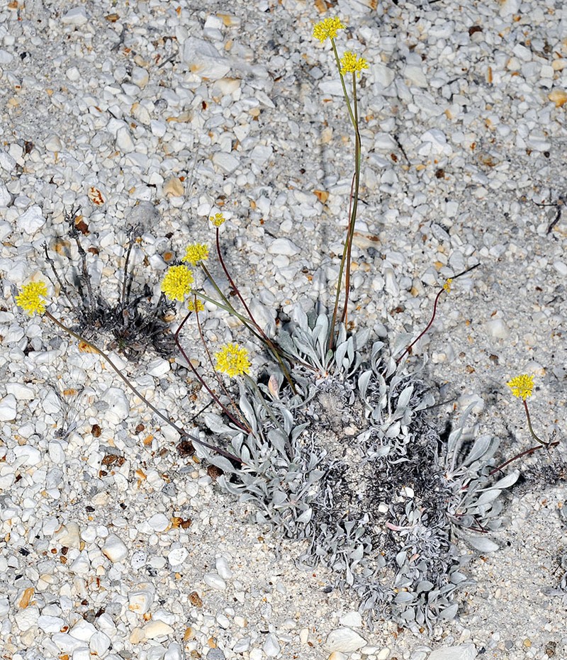 Eriogonum calcareum