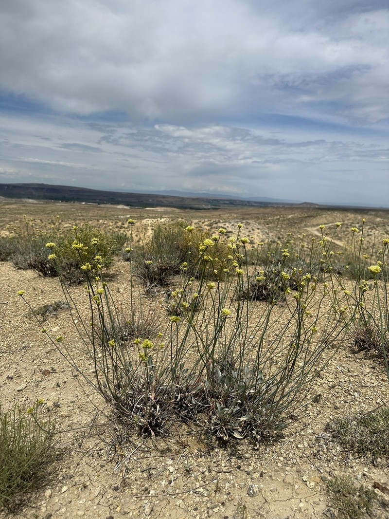 Eriogonum calcareum photo 2