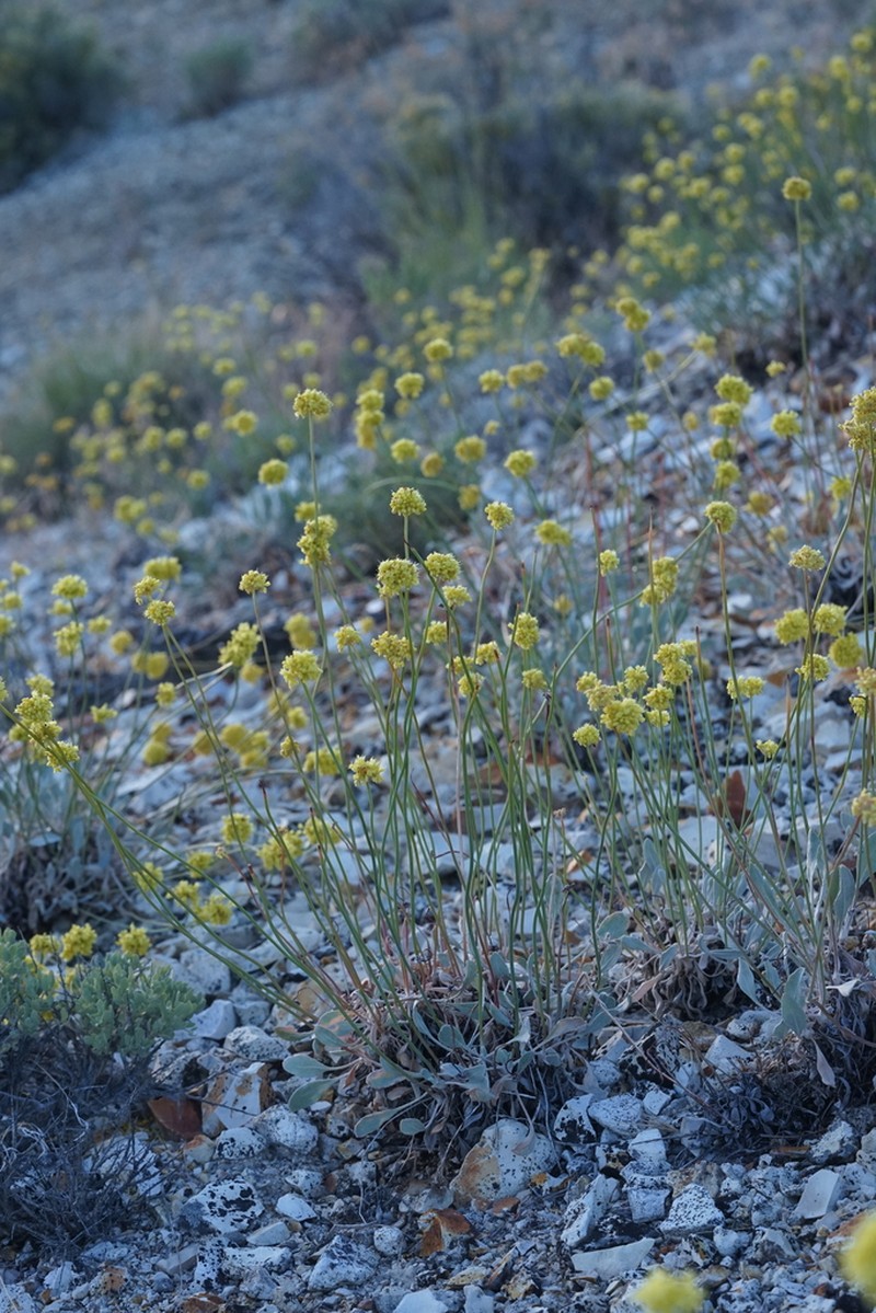 Eriogonum calcareum photo 3