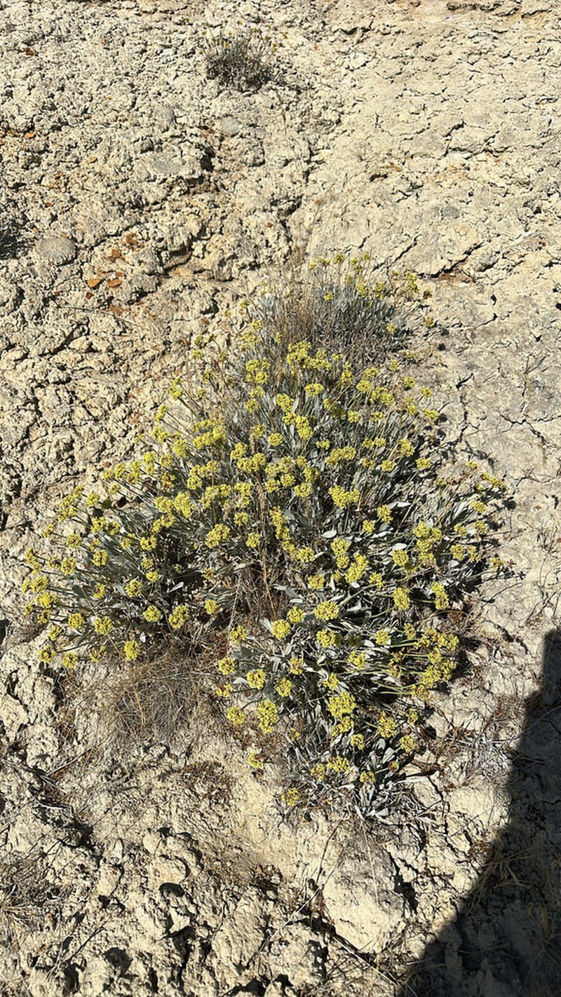Eriogonum calcareum photo 4