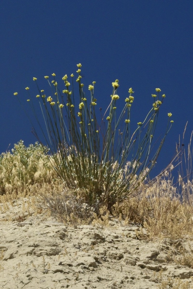 Eriogonum calcareum photo 5