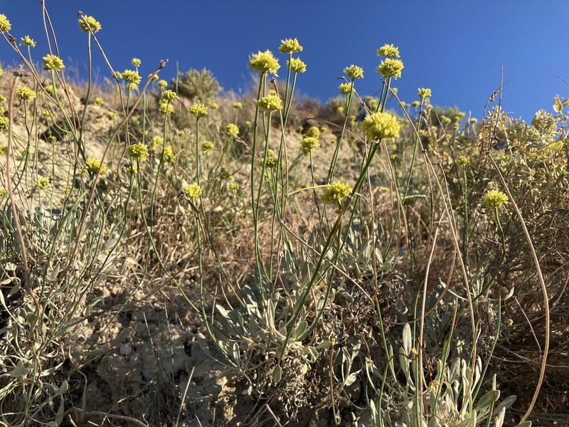 Eriogonum calcareum photo 6