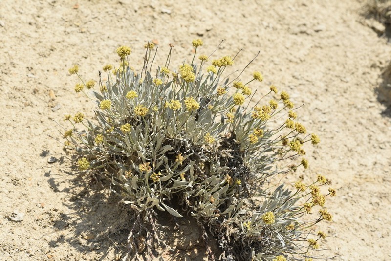 Eriogonum calcareum photo 7