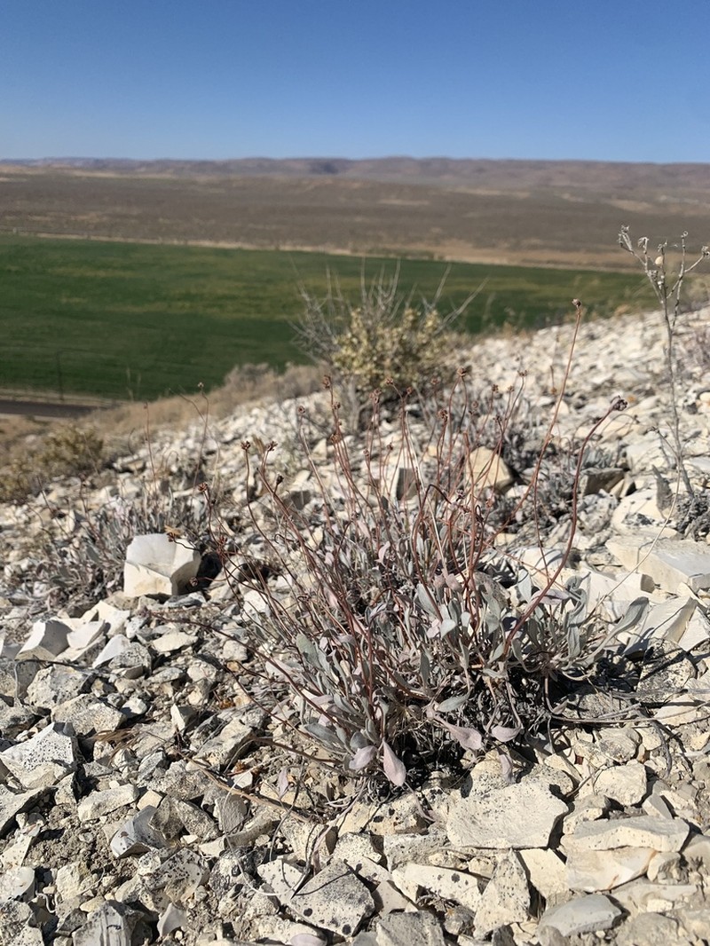 Eriogonum calcareum photo 8