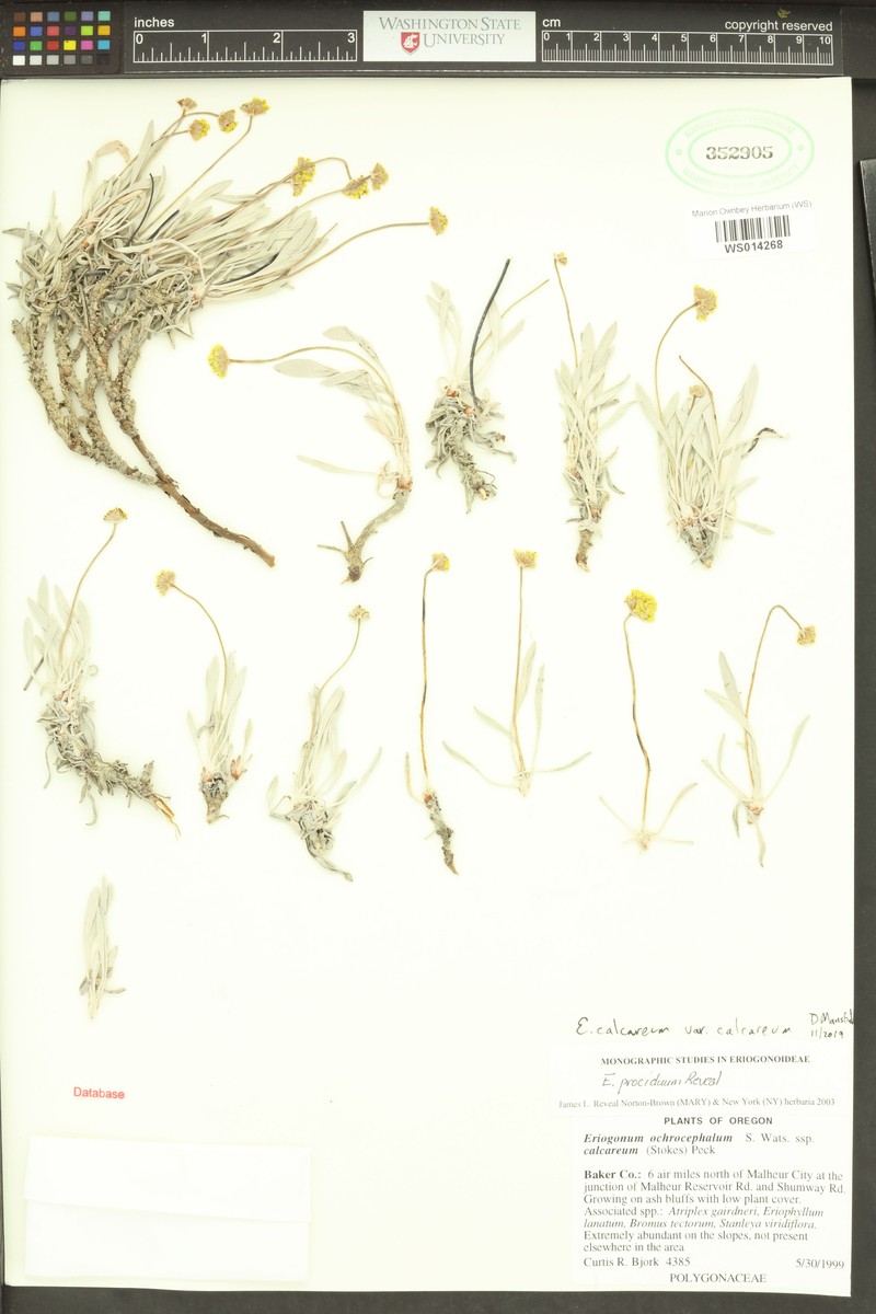 Eriogonum calcareum var. calcareum