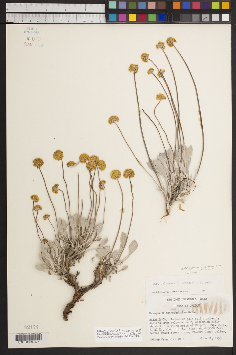 Eriogonum calcareum var. calcareum photo 2