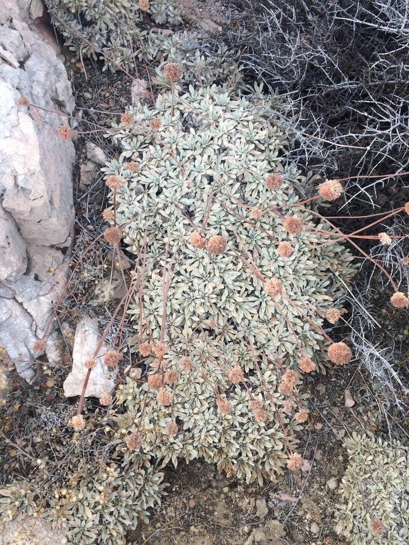 Eriogonum callistum