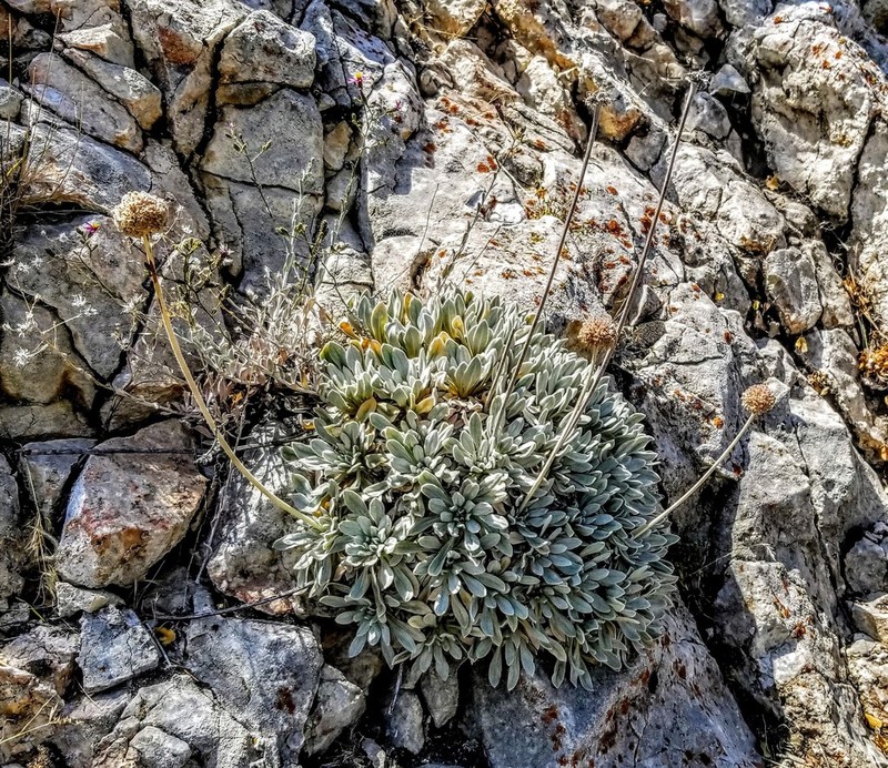 Eriogonum callistum photo 2