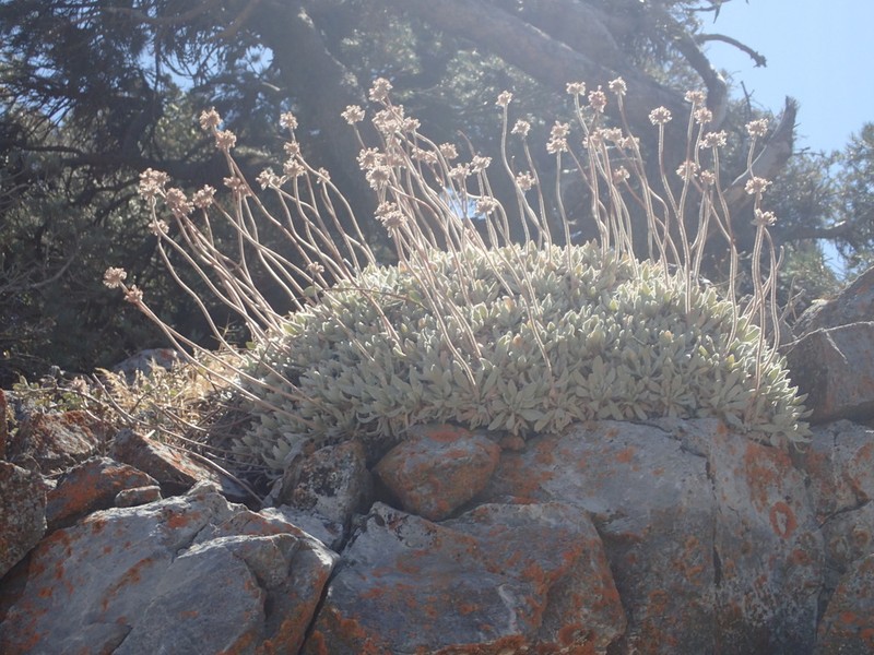 Eriogonum callistum photo 3