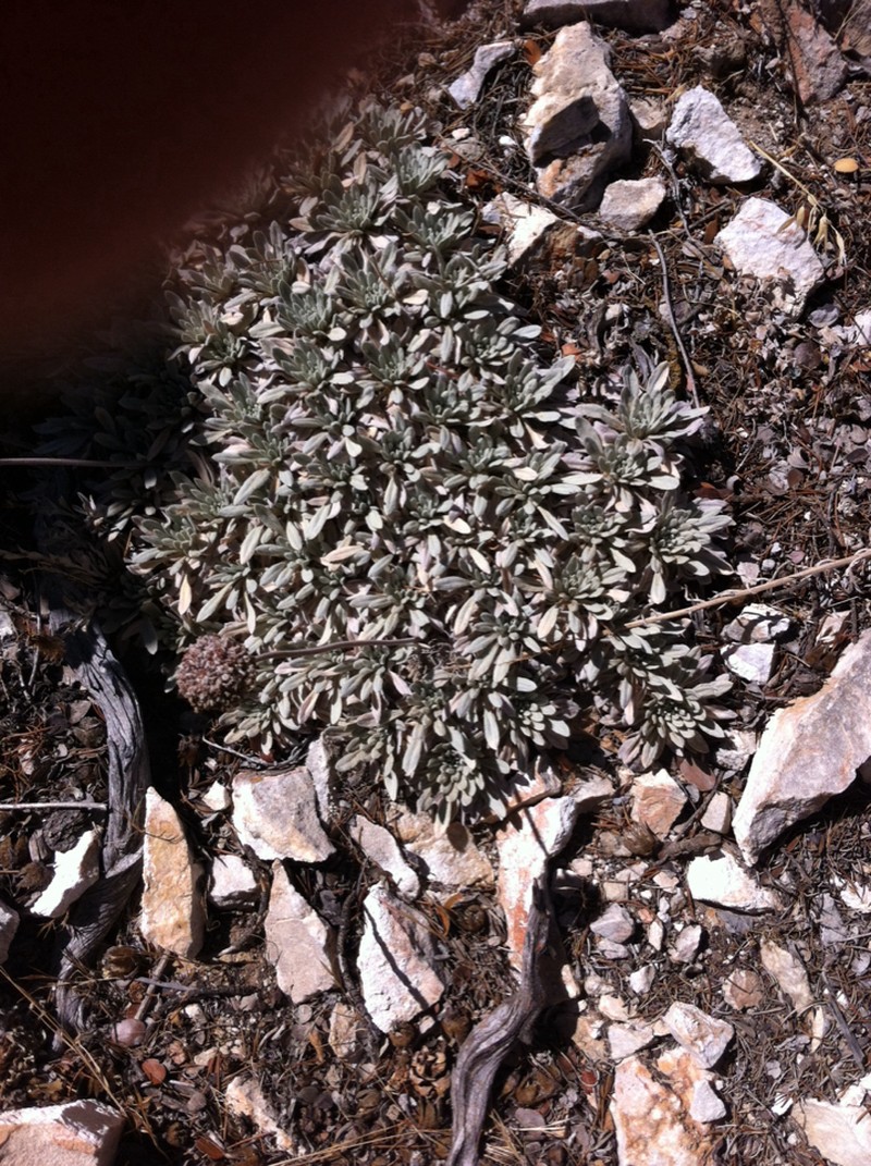 Eriogonum callistum photo 4