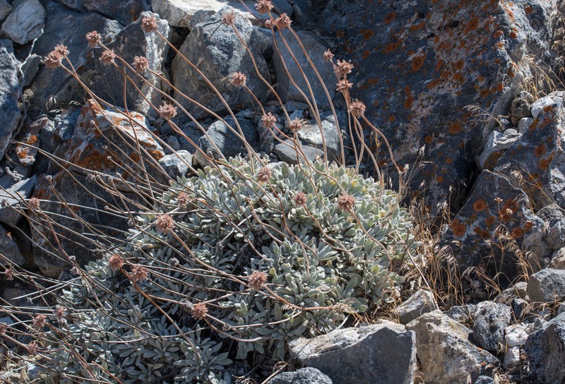 Eriogonum callistum photo 5