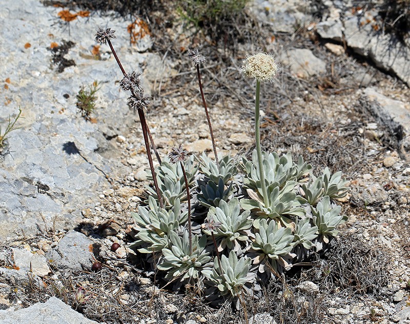 Eriogonum callistum photo 6