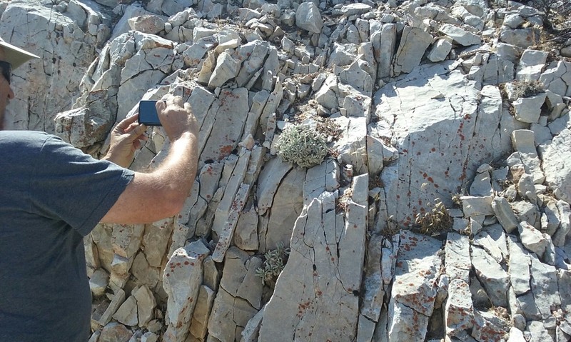 Eriogonum callistum photo 7