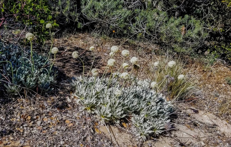 Eriogonum callistum photo 8