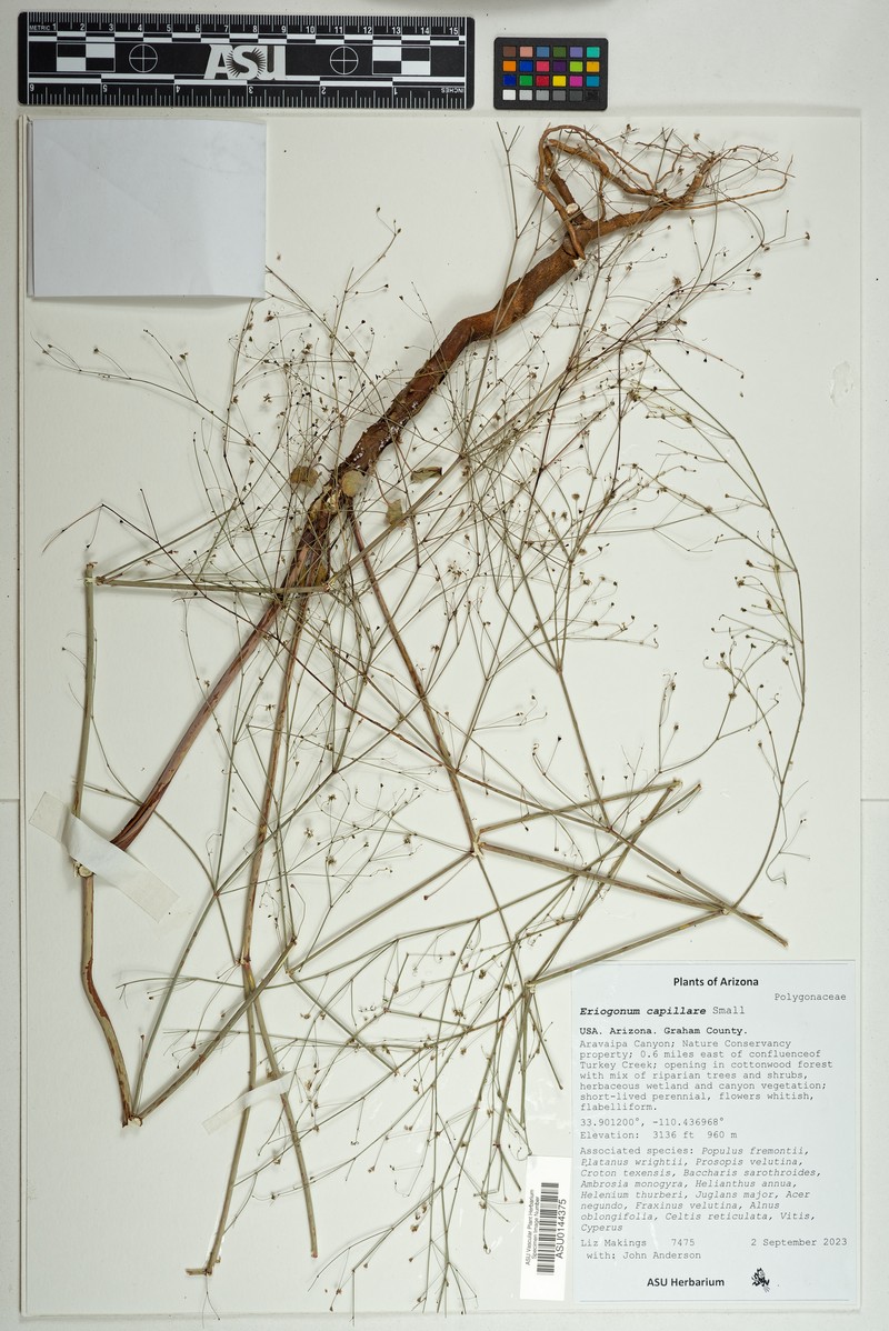 San Carlos Buckwheat