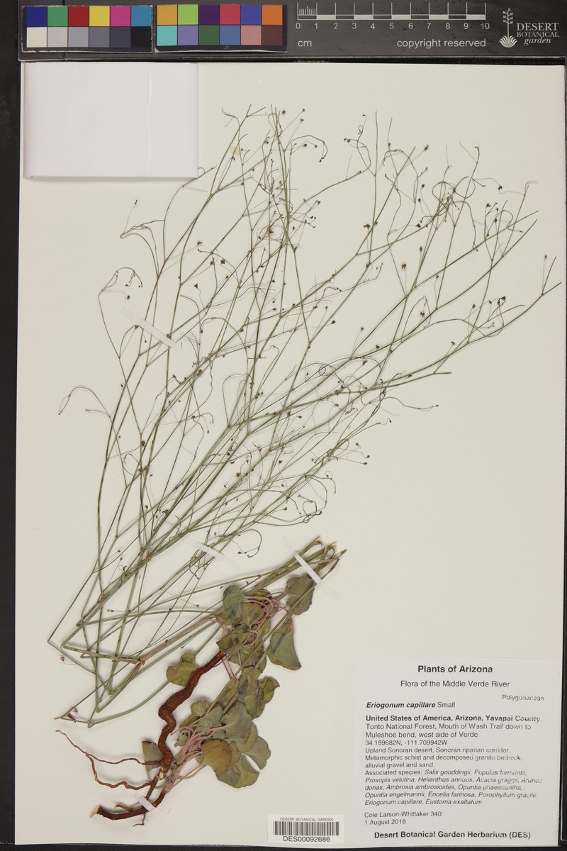 San Carlos Buckwheat photo 2