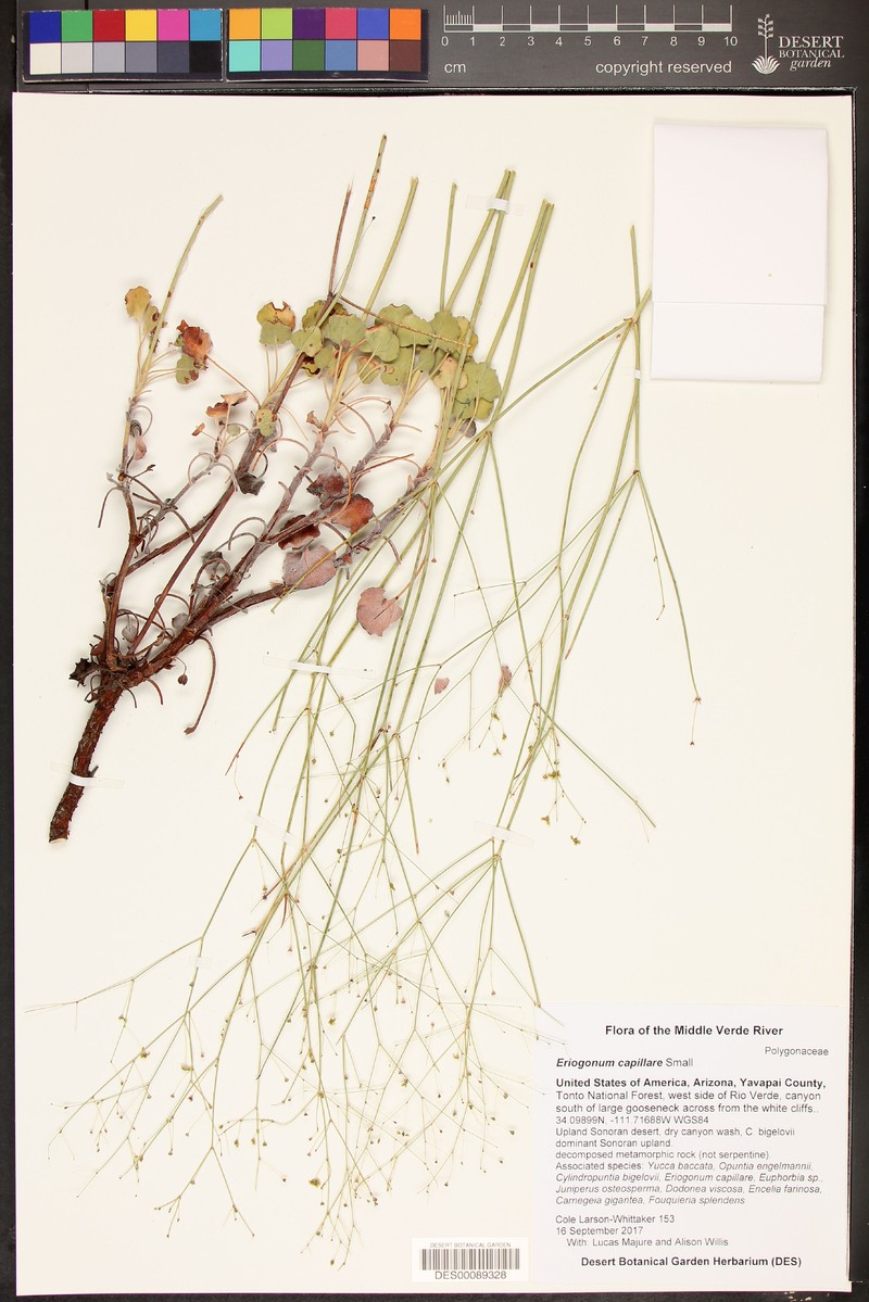 San Carlos Buckwheat photo 3
