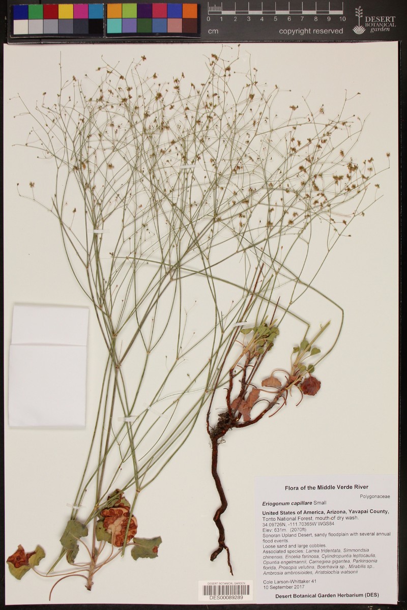 San Carlos Buckwheat photo 4