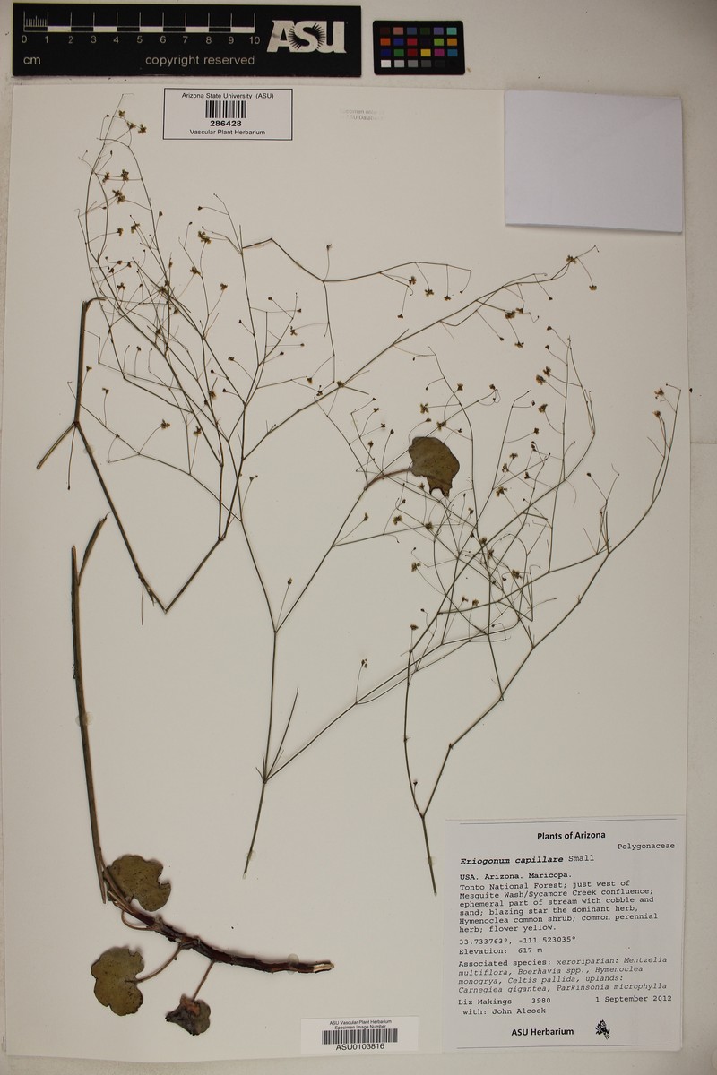 San Carlos Buckwheat photo 5