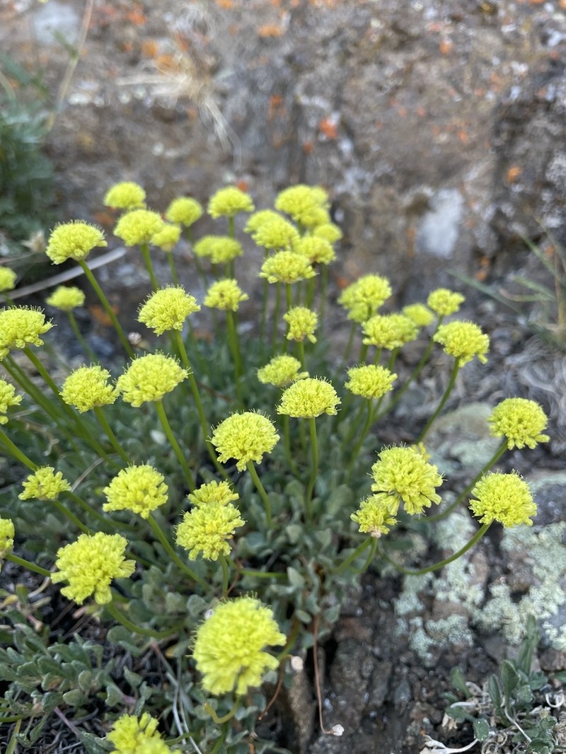 Graceful Buckwheat photo 5