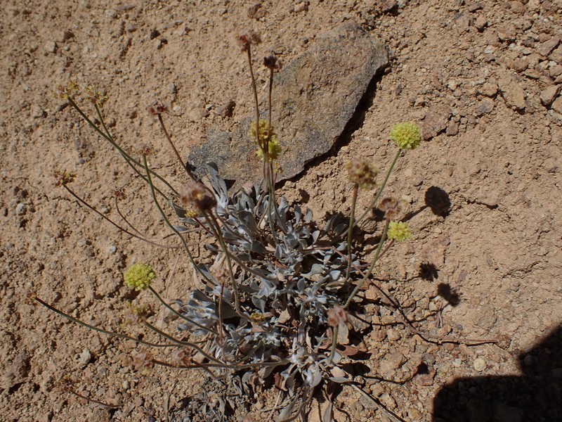 Graceful Buckwheat photo 6