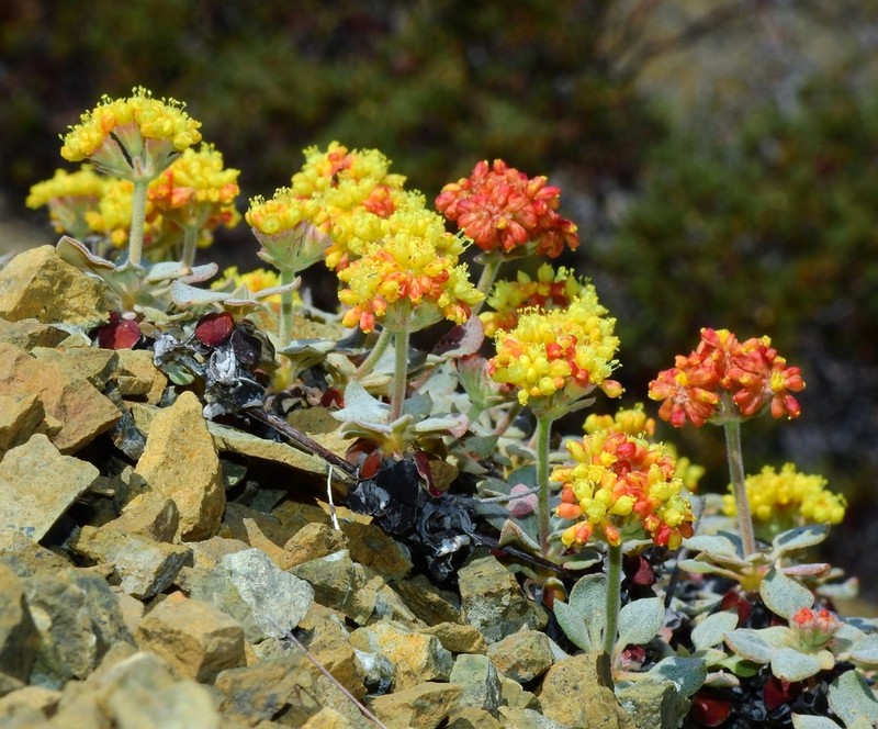 Eriogonum cedrorum