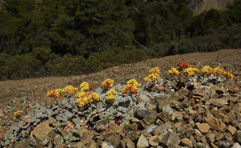 Eriogonum cedrorum photo 2
