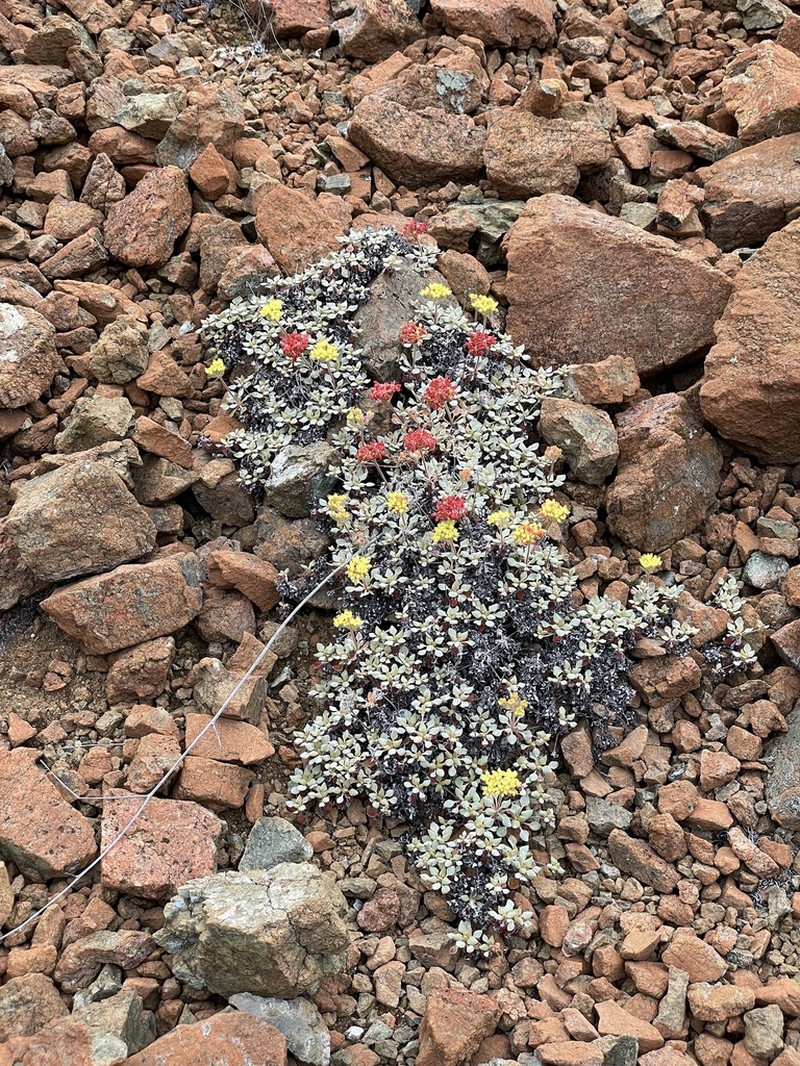 Eriogonum cedrorum photo 3