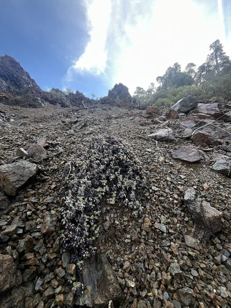 Eriogonum cedrorum photo 4