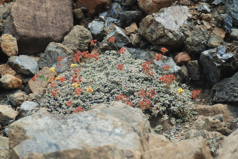 Eriogonum cedrorum photo 5