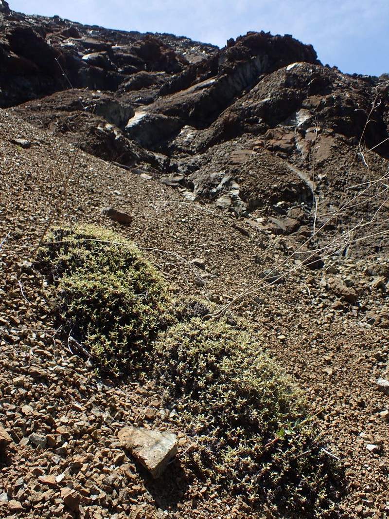 Eriogonum cedrorum photo 6