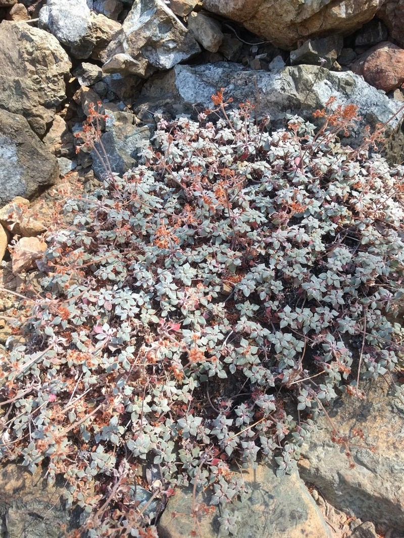 Eriogonum cedrorum photo 7