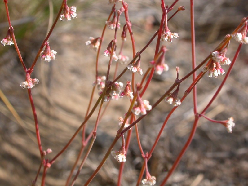 Nodding Buckwheat